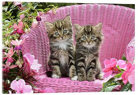 Posterlounge Getigerte Kätzchen Acrylglasbild von Greg Cuddiford 30 x 20 cm Pink Tiere Wanddeko