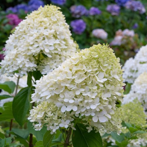 Gardenaria Ortensia Hydrangea Paniculata 'Pixio' Bianco-Rosa, Pianta Acidofila da Esterno, 40/50 cm, Vaso 19