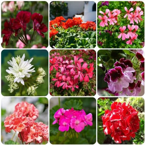 100 pcs geranien samen hängend - geranie,Pelargonium hortorum, exotische zimmerpflanzen bienenfreundliche blumensamen bodendecker winterhart wildblumensamen