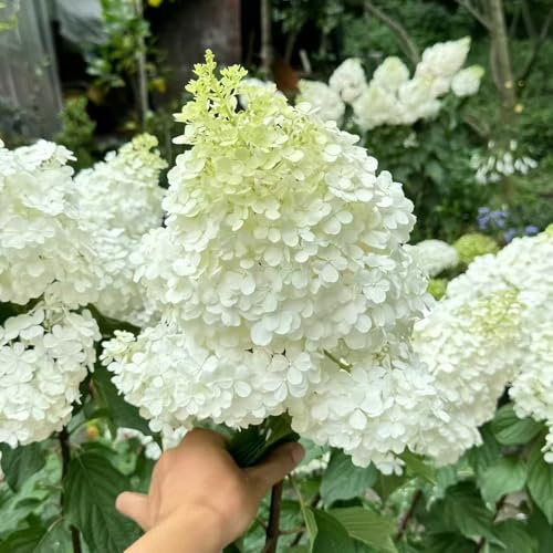350 piezas semillas de árbol de hortensia panícula plantas en macetas semillas de hortensia, plantas resistentes al invierno para jardín, Las plantas de jardín son resistentes planta