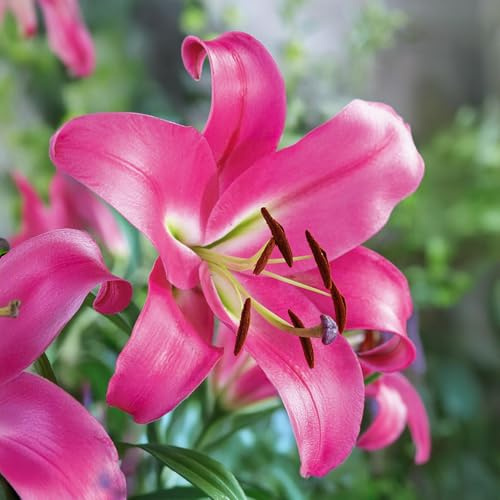 Bulbos de Lilium ORIENTAL-TRUMPET (LIRIOS GIGANTES) | Bulbos de los mejores productores holandeses | Selección y control | Floración garantizada. (1 bulbo de Lilium OT 'Robina')