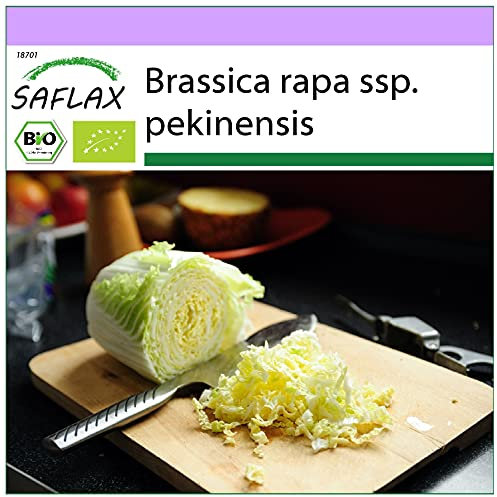 SAFLAX - BIO - Chou chinois - Granat - 40 graines - Brassica rapa