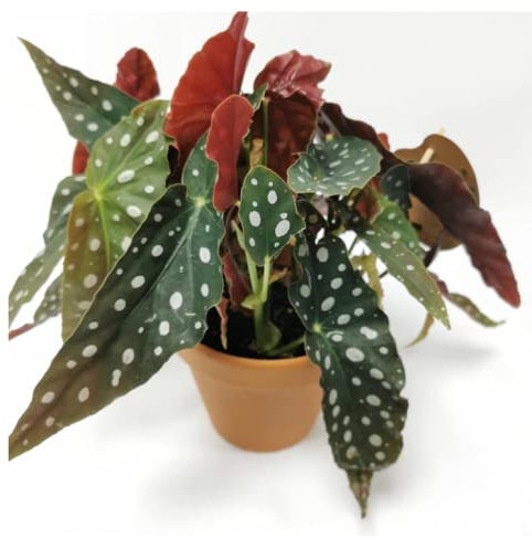 Polka Dot Begonia Maculata
