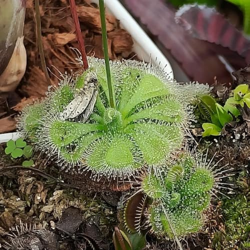Drosera - carnivora verdi giardino per il di esotici resistenti 2piante