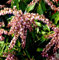 Schattenglöckchen Lavendelheide Valley Rose 30-40cm - Pieris japonica