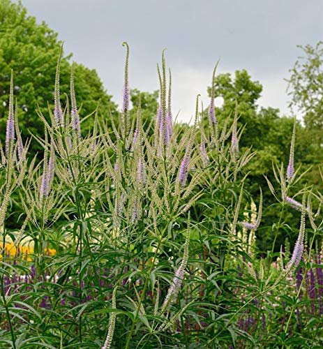 Virginischer Riesen Ehrenpreis Lavendelturm - Veronicastrum virginicum
