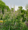 Virginischer Riesen Ehrenpreis Lavendelturm - Veronicastrum virginicum
