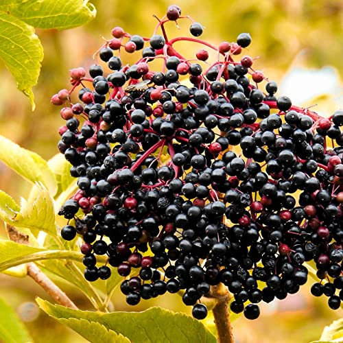 Sampo schwarzlos 2L Pflanze für Anfänger und professionelle Gärtner - Ideal für Kleingarten, Garten - Schöne Pflanze mit ungewöhnlichen Blüten - Genießen Sie jeden Tag ihre Farben