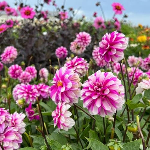 1 x Dahlia Border Decorative Priceless Pink – Bi-Coloured Blooms of Pink & White – Summer Flowering Bulb – Superb Cut Flowers – Perennials – for Your Beautiful Garden