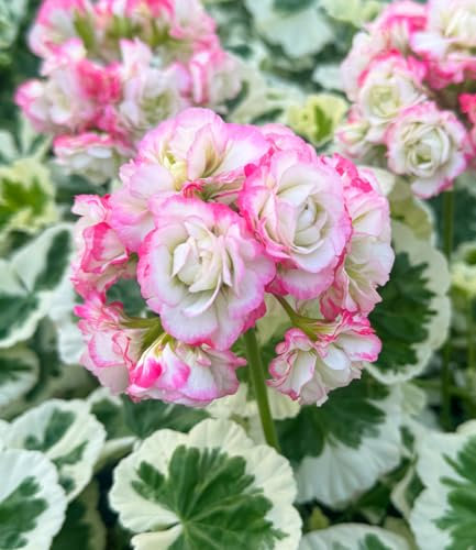 BALDUR Garten Geranie 'Strawberry Blossom',1 Pflanze, Balkon-Geranie mit 2-farbigem Laub, dauerblühender Blickfang, mehrjährig frostfrei halten, Hit in Balkonkästen, Kübeln und Beeten