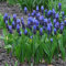 Bulbi di giacinto Bellissimi bulbi di giacinto, bulbi sfusi, piante da fiore, piante perenni, possono crescere bene in vaso-10bulbi-D