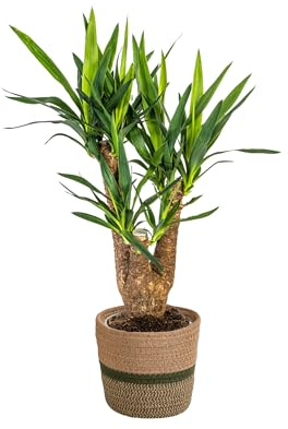 Yucca Elephantipes ramificado con cesta – Altura 60 – 70 cm – Diámetro 21 cm – Palmera de fácil cuidado con tronco resistente – Elegante planta purificadora de aire para hogar y oficina