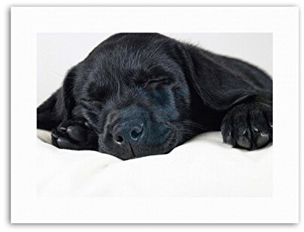 Wee Blue Coo LABRADOR RETRIVER BLACK PUPPY PHOTO Poster Picture Canvas art Prints