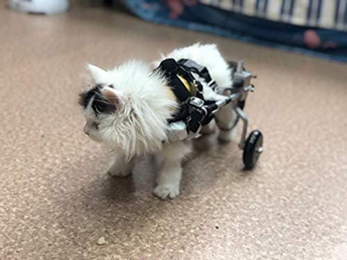 Cora Pet Rollstuhl Rollwagen für klein Hunde Katze Hase, Hinterbein/Hintere Füße, Hunderollstuhl Gehhilfe Hundegehilfe Hunderollwagen, Dog Wheelchair für Haustier Gewicht innerhalb von 11 Pfund