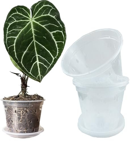 Pots de fleurs transparents de 17 cm avec trous et soucoupes pour orchidée tropicale, Anthurium, Clarinervium Monstera (6, 17 cm avec soucoupes)