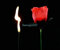 Fire Magic Tricks 2 x Feuerrosen, Torch to Rose