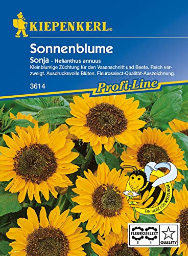 Sonnenblume Sonja F1, kleinblumige Züchtung für den Vasenschnitt und Beete reich verzweigt, Fleuroselect-Qualität-Auszeichnung