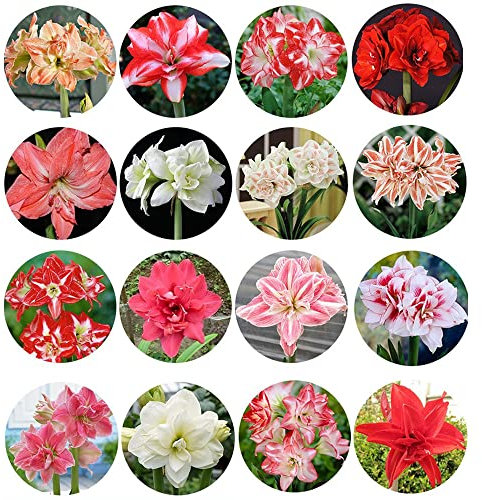 5 Zufälliges Mischen Amaryllis Zwiebel Steckzwiebeln Kaufen Weihnachten Amaryllis Zwiebeln Winterhart Mehrjährig Winterharte Pflanzen Für Garten Balkon Pflanzen Zierblumen Hydroponik Blumenzwiebeln
