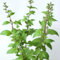 250 Semillas de Albahaca Sagrada Tulsi - SemiSalvaje Permacultura