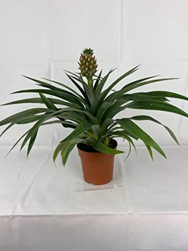 Ananas Corona Pineapple Plant 12cm Pot Houseplant Office Plant