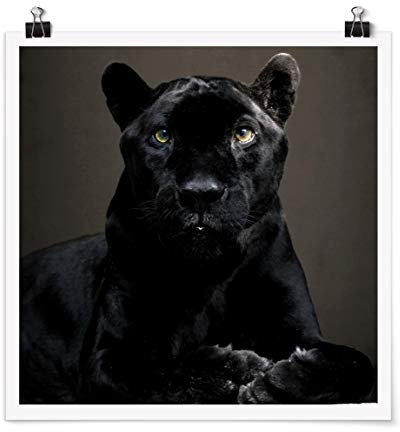 Bilderwelten Poster Wanddeko Black Puma Quadrat, Selbstklebend seidenmatt 30 x 30cm