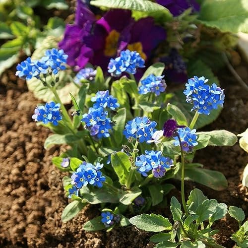 100 Pcs Vergissmeinnicht Samen Im Topf - Myosotis Alpestris - Blumensamen Balkon Gärtner Geschenke Vergiss Mein Nicht Samen, Winterharte Pflanzen Für Balkon Winterharte Pflanzen Für