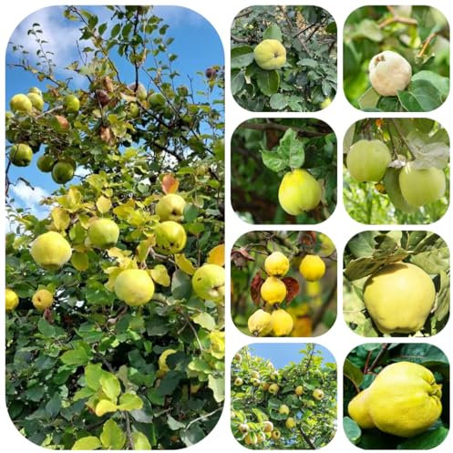 Acquista semi di cotogno piante da giardino d'appartamento piante da giardino roccioso resistenti albero frutto, albero di mele cotogne resistenti per il in vaso semi frutta frutto 250pcs