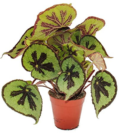 Exotenherz - Blatt-Begonie - Begonia masoniana Mountain - braune Blätter mit Zeichnung- 15cm Topf