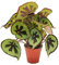 Exotenherz - Begonia de la hoja - Begonia masoniana Mountain - hojas marrones con dibujo- 15cm olla