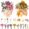 LAUMOE 2 Sätze Trockenblumen, Trockenblumen zum Basteln, Getrocknete Blumen, Trockenblumen Weiß Lila Trockenblumen Deko für Kunst Basteln Dekoration