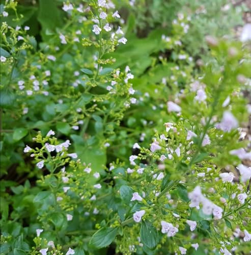 6 x Kleinblütige Bergminze - Calamintha Nepeta Nepeta Topf 9x9cm