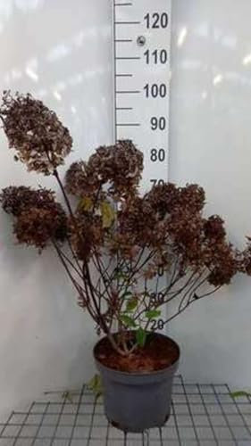 Hydrangea pan. 'Phantom' - Rispenhortensie 60-80 cm Container