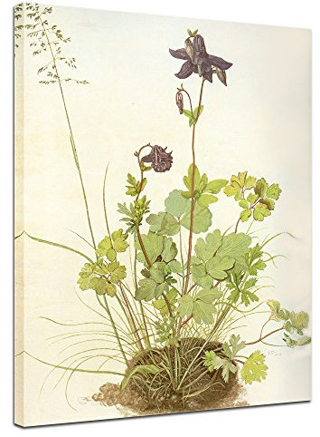 Bilderdepot24 Bild auf Leinwand | Albrecht Dürer Akelei in 30x40 cm als Wandbild | Wand-deko Dekoration Wohnung alte Meister | NEU-180200-30x40-ak