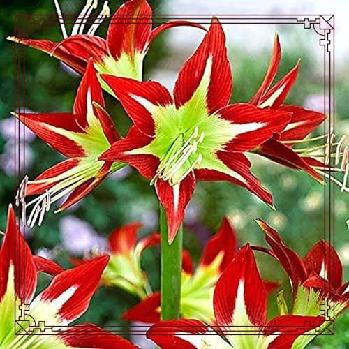Amaryllis zwiebeln Gartenarbeit Zwiebeln Winterhart Mehrjährig Gemischte Jade Schnitzerei Fühlt