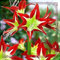 Amaryllis zwiebeln Gartenarbeit Zwiebeln Winterhart Mehrjährig Gemischte Jade Schnitzerei Fühlt