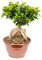 Bonplants Bonsai Ficus Ginseng Microcarpa o Retusa, Pianta Vera Ornamentale (Vaso 25, h 60 cm)