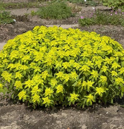 Gold Wolfsmilch Bonfire - Euphorbia epithymoides - lebende Gartenpflanze aus den Baumschulen