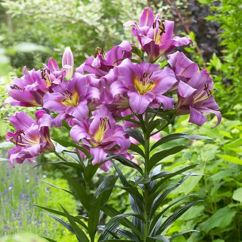 2 x Lily Purple Lady – Purplish Pink Blooms with Delicate Fragrance – Summer Flowering Bulbs – Perennials – for Your Beautiful Garden