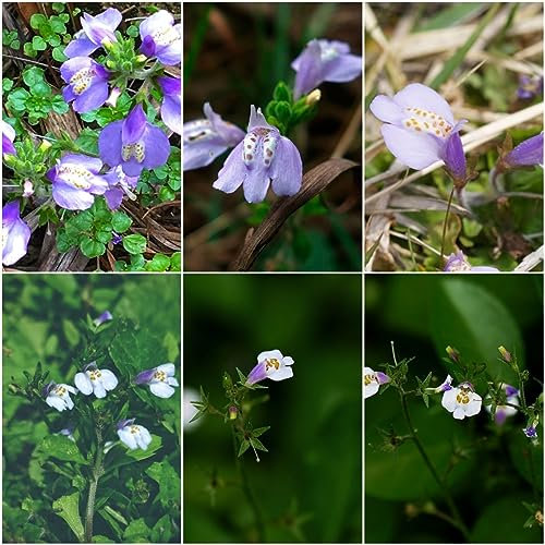 500 pcs Mazus reptans samen - zimmerpflanzen wenig lichtbedarf Bodendecker,Lippenmäulchen wildblumensamen bienenwiese saatgut bodendecker winterhart mehrjährig samen topfpflanzen draußen