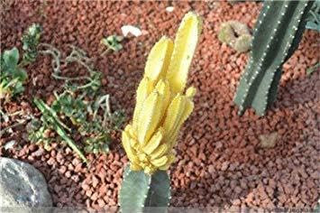 100 Pz gigante lungo Cactus Semi Succulente universale Portinnesto Mixed Cactus Seed Bonsai vegetali di alta qualità a Garden Fresh Air 2