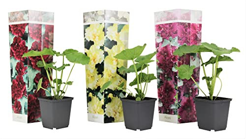 Plant in a Box - Alcea rosea 'Spring celebrities' Rot, Gelb, Lila - Gartenpflanzen - Stockrosen - Winterhart Mix von 3 - Topf 9cm - Höhe 25-40cm