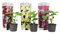 Plant in a Box - Alcea rosea 'Spring celebrities' Rot, Gelb, Lila - Gartenpflanzen - Stockrosen - Winterhart Mix von 3 - Topf 9cm - Höhe 25-40cm