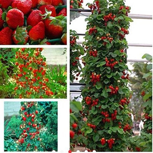 semillas de la fresa 800pcs 2016 nuevo gigante roja Escalada Semillas de la planta de la fruta de la fresa por jardín de plantación