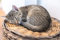 300-teiliges großformatiges Puzzle für Erwachsene – schlafende Katze – jedes Teil ist einzigartig, Softclick-Technologie bedeutet, dass die Teile perfekt zusammenpassen – 26 x 38 cm (10,23 x 14,96 Zo