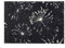 Schöner Wohnen Kollektion Fußmatte innen - Schmutzfangmatte 67 x 100 cm Pusteblume anthrazit-Mint - rutschfeste Sauberlaufmatte - Fussmatte Haustür - Türmatte waschbar bei 30°C