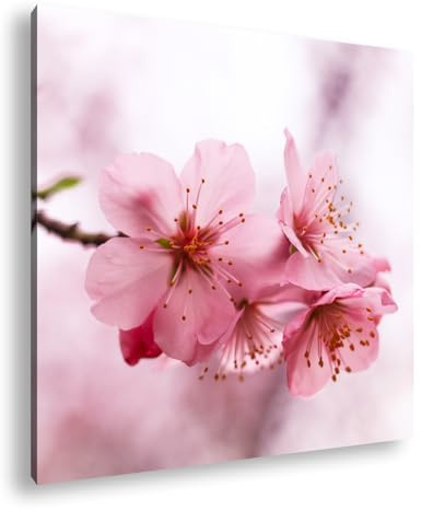 Leinwandbild Kirschblüten tanzen im Wind, poetisches Bild flüchtiger Schönheit. Format: 60x60 cm XXL Kunstdruck Bild auf Keilrahmen/Wandbild/Wohnzimmer Deko