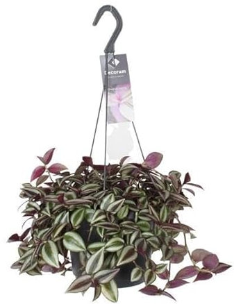 Zebrakraut Tradescantia Zebrina Purpusii – Zimmerpflanze – Ø17cm – 30cm – Farbintensive Hängepflanze mit gestreiften Blättern – Pflegeleicht & dekorativ