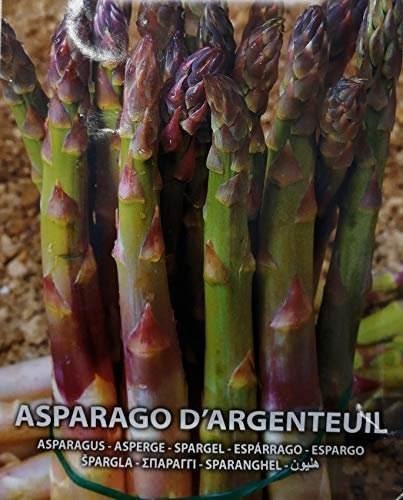 Semi - Asparago Argenteuil Sementi Ortaggi Vegetali - (2 Bustine)