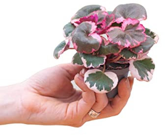 PLNTS - Baby Saxifraga Tricolor - Zimmerpflanzen, Pflanzen Echt, Nachhaltige Verpackung - 6cm Topf - Höhe 10cm - Direkt von der Gärtnerei