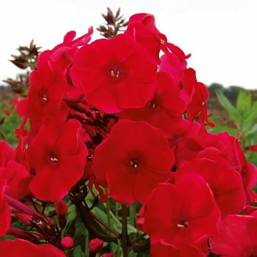 Pack x6 Phlox Paniculata Adessa® 'Red' Perennial Garden Plug Plants